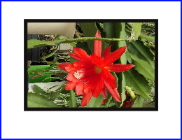 021 scribus fertiger bilderrahmen