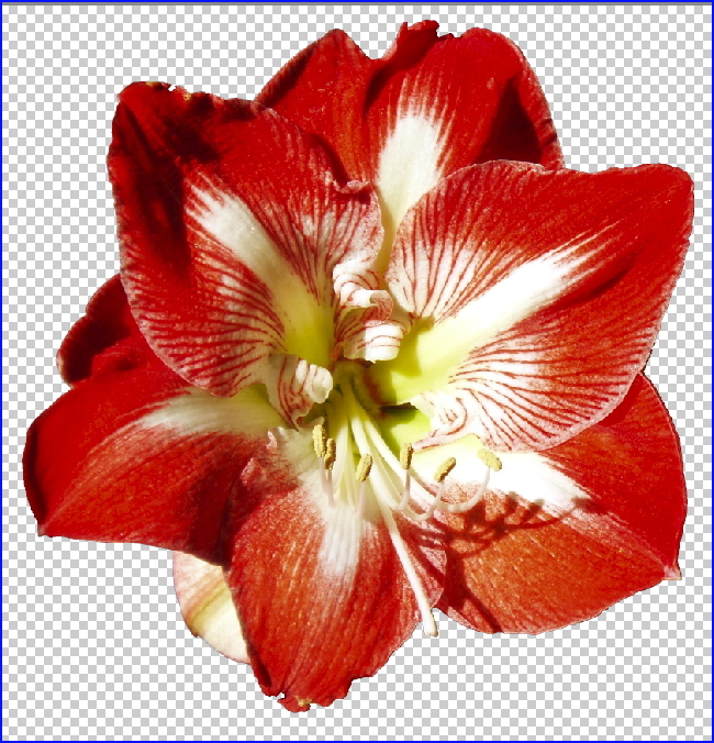 077 scribus ebenen blüte freigestellt